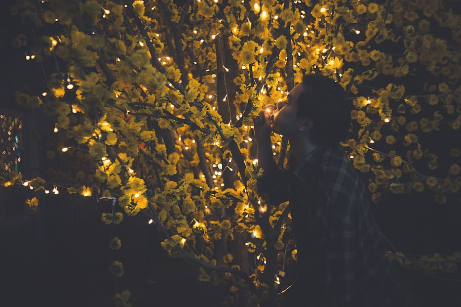 vietnam, real people, one person, plant, illuminated, tree HD wallpaper