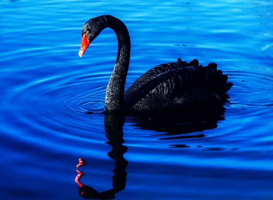 black swan on water, bird, waterfowl, animal, outdoors, ripple