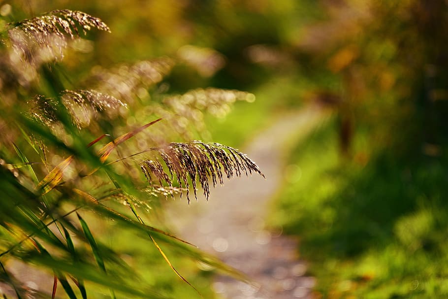 plume, reed, soft, feathery, path, park, vegetation, phragmite HD wallpaper