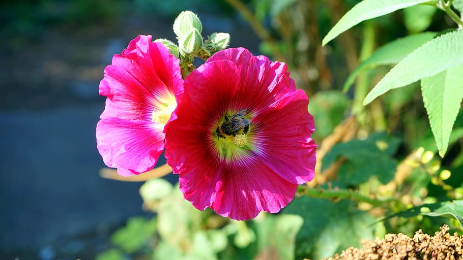 Red Petaled Flower, beautiful, bee, bloom, blooming, blossom HD wallpaper