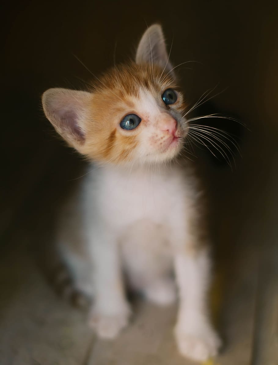 White and Orange Kitten, adorable, cat, close-up, cute, eyes