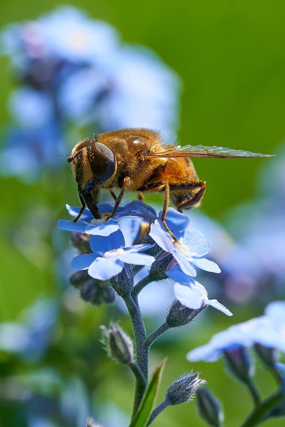 bee on blue petaled flower, animal, invertebrate, insect, plant, HD wallpaper