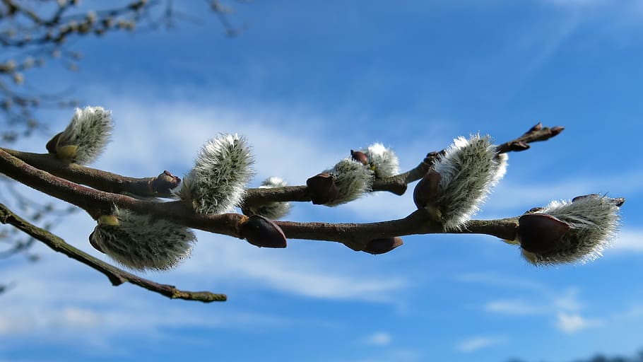 willow catkin, bush, spring, nature, blossom, bloom, branch HD wallpaper
