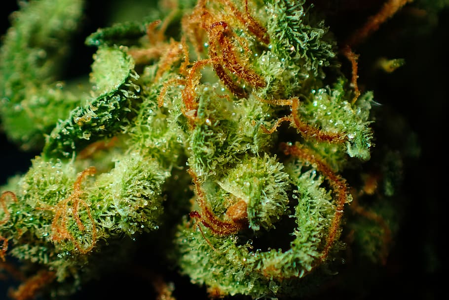 HD wallpaper: bud, cannabis, close up, dope, drug, flower, ganja, green,  hemp | Wallpaper Flare