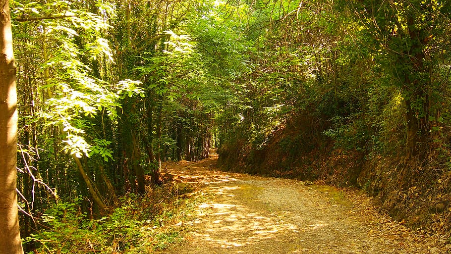 jerte, spain, forest, plant, tree, growth, direction, the way forward HD wallpaper