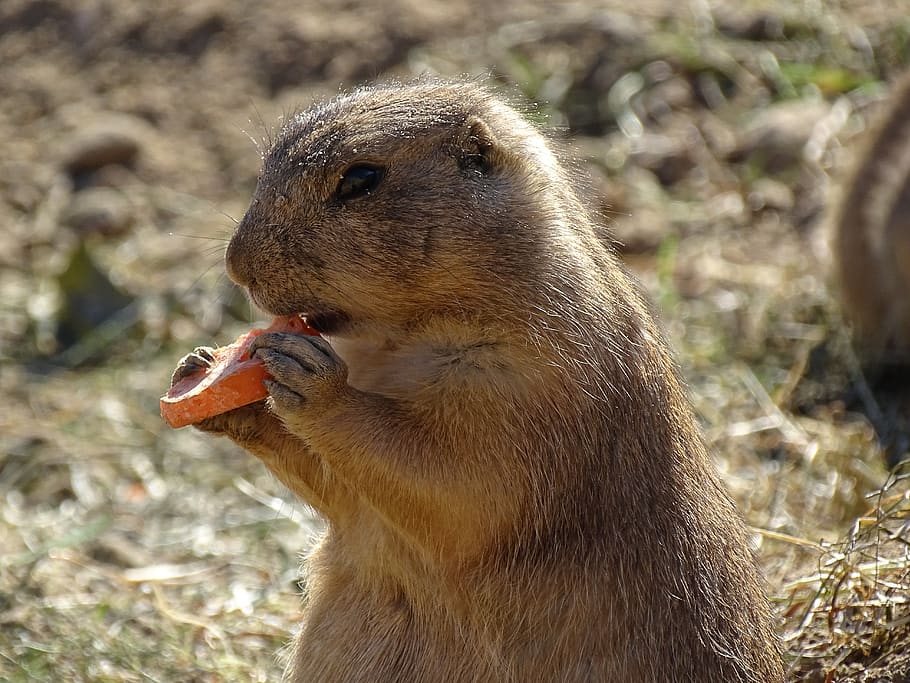 zoo, animal, life, gopher, small, animal themes, animal wildlife HD wallpaper