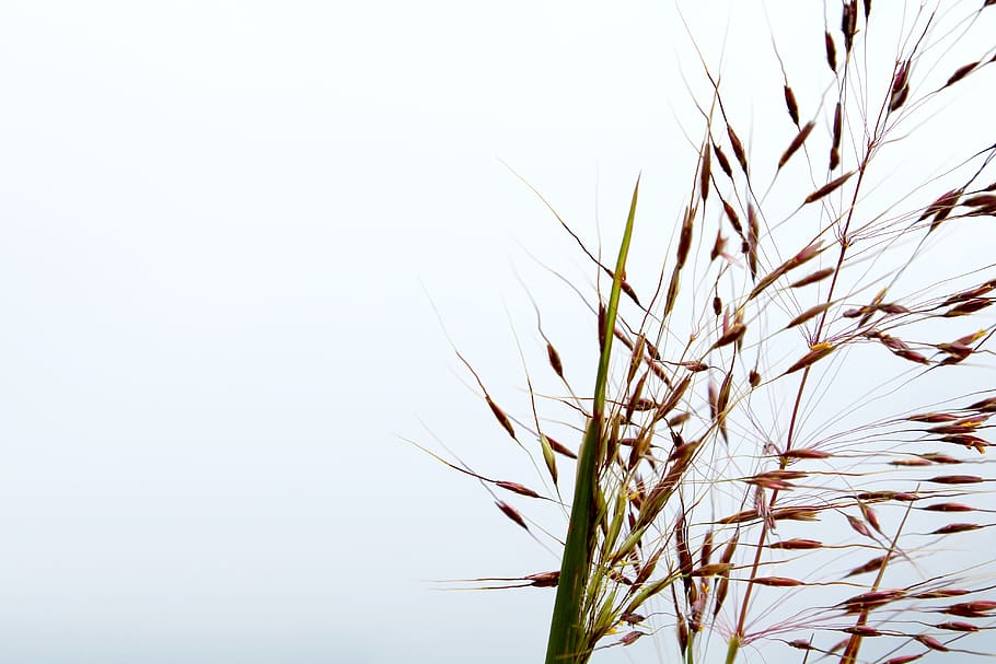 green, grass, white, nature, field, environment, trees, landscape HD wallpaper
