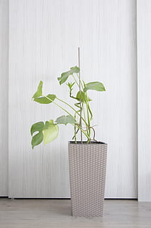 philodendron, leaf, flower, minimum, room, scandinavian, plant part HD wallpaper