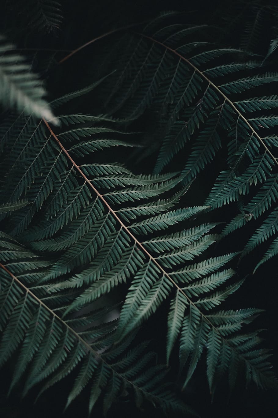 green leaves, fern, leaf, plant, dark, nature, closeup, detail HD wallpaper