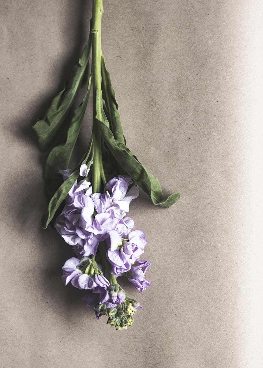 Iris flower on floor, flowering plant, freshness, close-up, fragility HD wallpaper