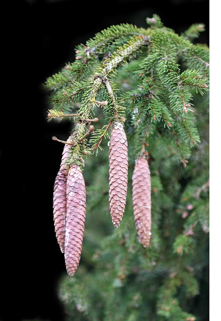 pine, pinecone, plant, fruit, christmas, coniferous, fall, needle HD wallpaper