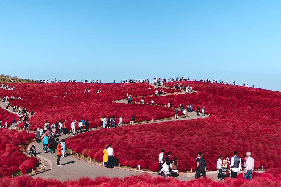 people on garden, path, flower, bush, red, tourist, blue sky HD wallpaper