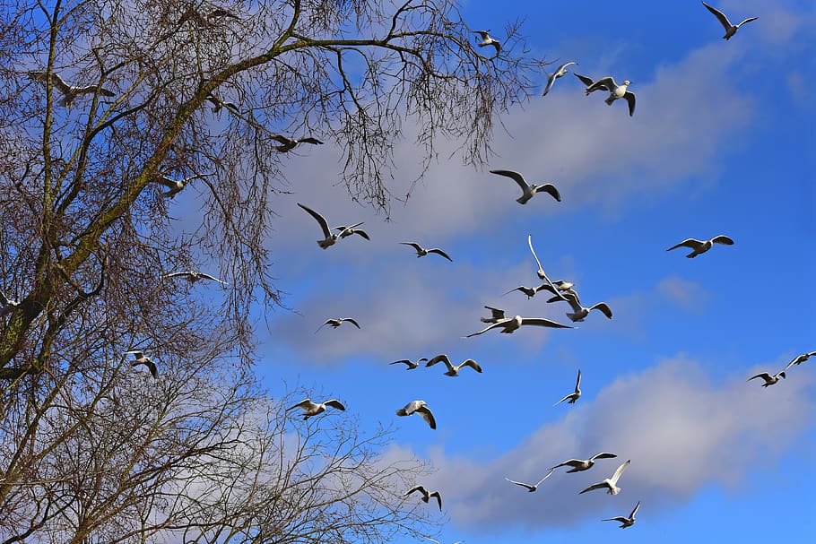 seagull, bird, flying, wings, wildlife, blue skies, tree, animal wildlife HD wallpaper