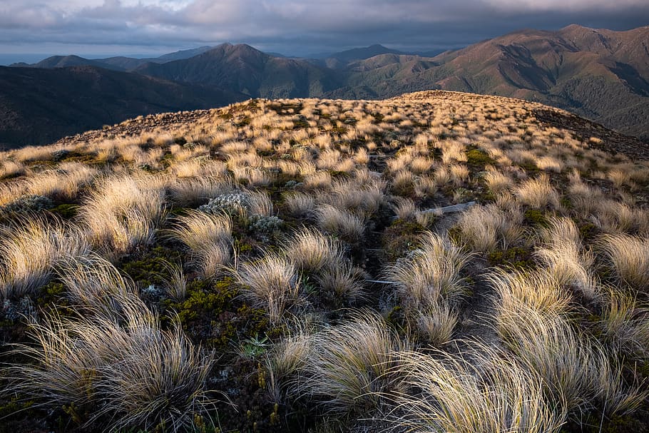 grassy field, landscape, environment, mountain, scenics - nature HD wallpaper