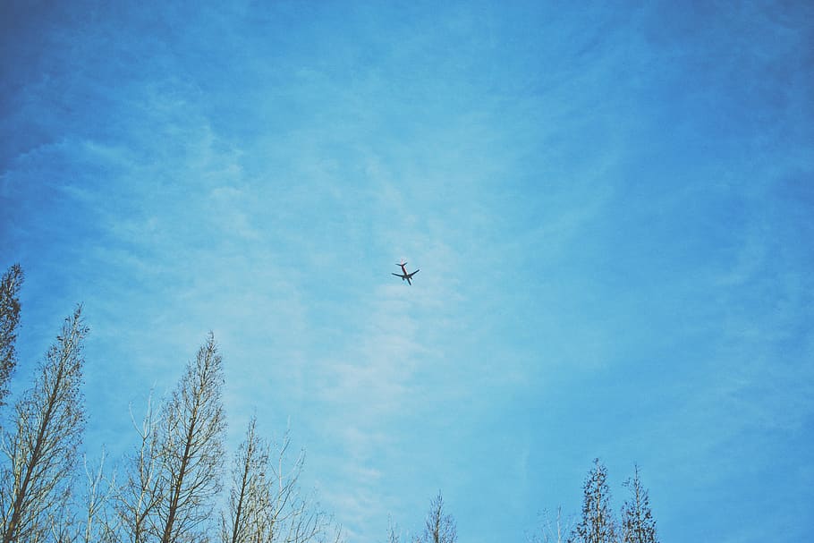 biplane, low angle view, sky, flying, blue, tree, nature, mid-air HD wallpaper