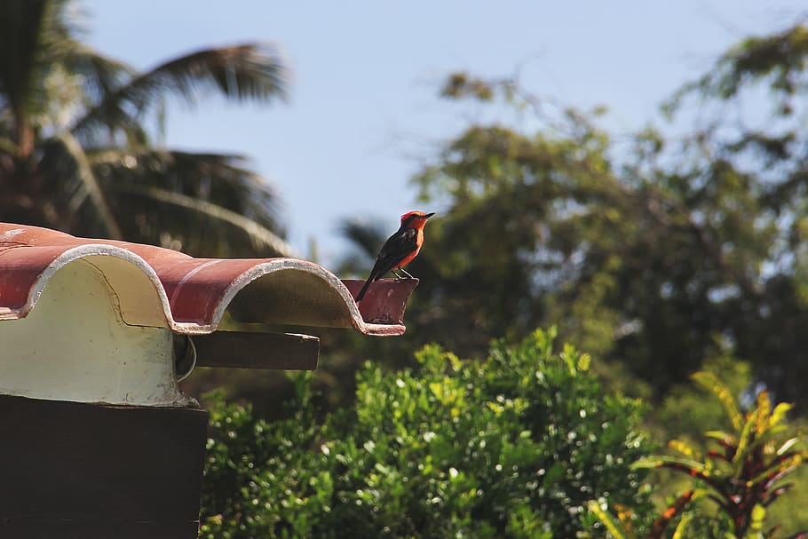 peru, colan district, tree, bird, life, neighborhood, house HD wallpaper