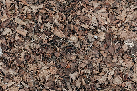 Close up of dead leaves texture on the ground with dry twigs and sticks HD wallpaper
