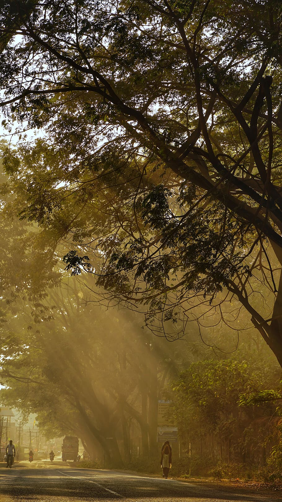 person walking under tree, plant, transportation, mode of transportation HD wallpaper