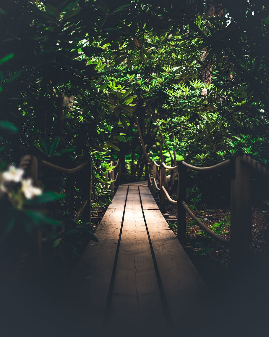 brown wooden pathway, moody, jungle, tree, forest, green, dark, HD wallpaper