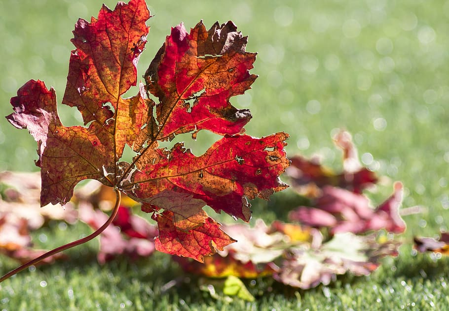 vine, leaves, fall, viticulture, foliage, plant, leaf, autumn HD wallpaper
