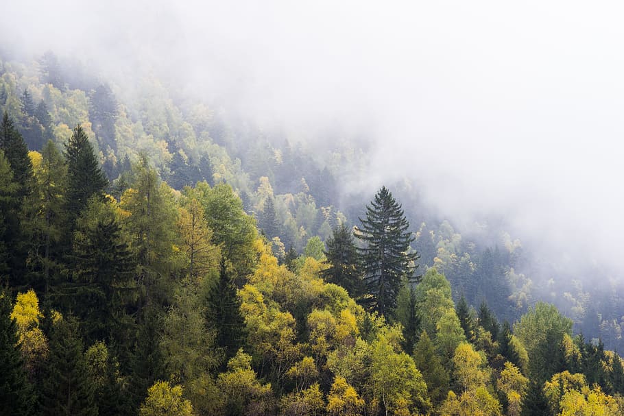 aerial view of yellow trees during fog, forest, tree line, mist HD wallpaper