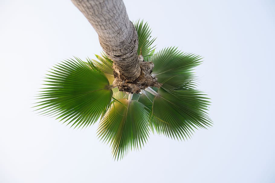 low angle photography of palm tree, summer, green tree, green color HD wallpaper