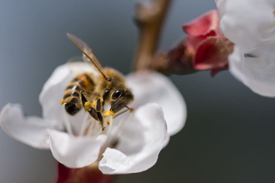 flower, nature, bee, insect, pollen, pollination, plant, summer HD wallpaper