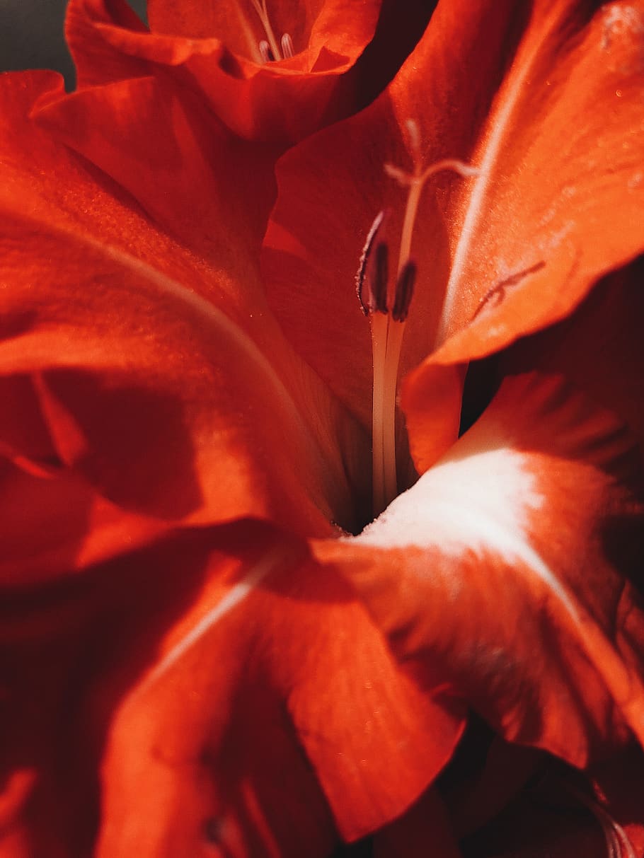 red flower, flowering plant, fragility, petal, vulnerability HD wallpaper
