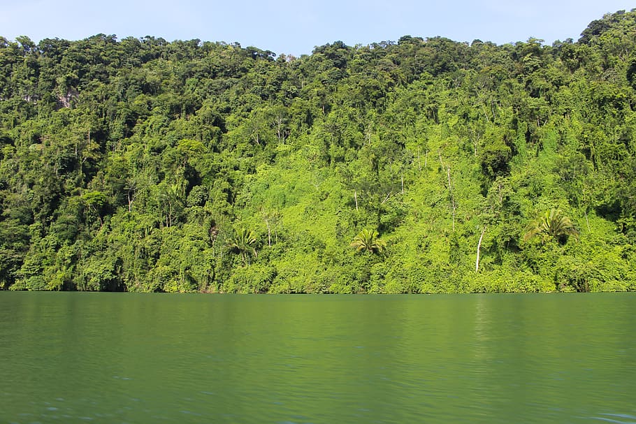 green trees by the river, water, beauty in nature, tranquility HD wallpaper