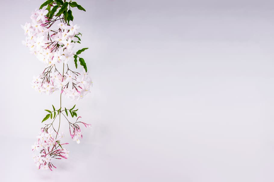 white flowers, flowering plant, freshness, beauty in nature, fragility HD wallpaper