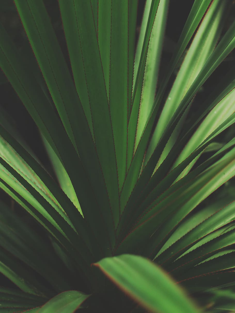 Closeup Photo Of Green Plant, close-up, iphone wallpaper, lockscreen wallpaper, HD wallpaper