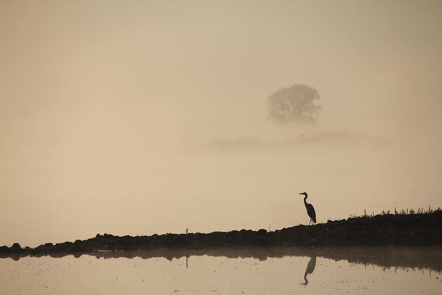heron, oderbruch, bird, morgenstimmung, water, sky, lake, animal HD wallpaper