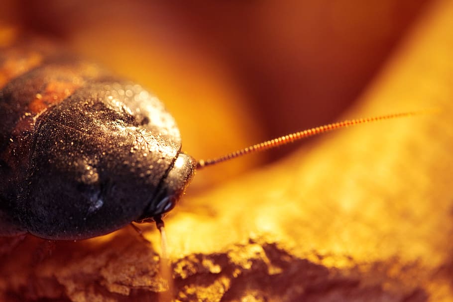 cockroach, closeup, dirty, beetle, bug, close-up, indoors, food and drink HD wallpaper