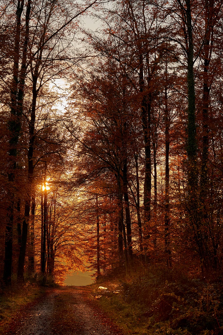 brown maple trees lining along dirt road, forest, plant, tranquility HD wallpaper