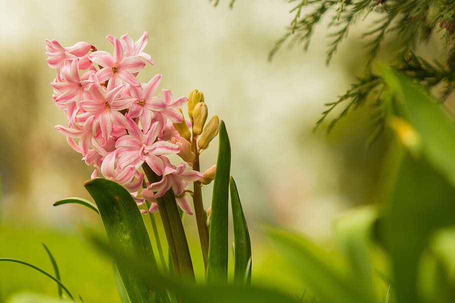 flower, garden, macro, summer, petals, flora, flower garden HD wallpaper