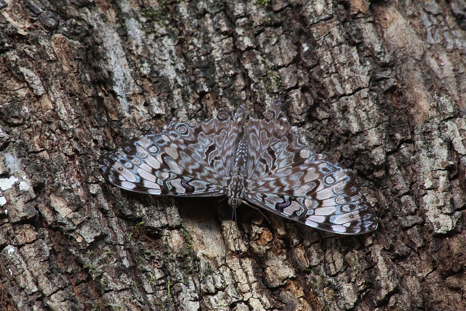 moth, tree, insect, nature, outdoors, wild, environment, garden HD wallpaper