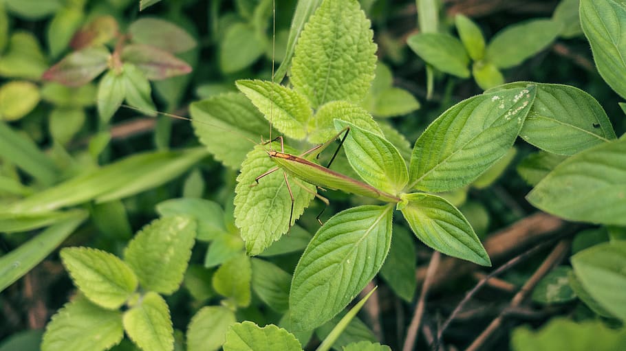 leaf, plant part, green color, growth, close-up, nature, no people HD wallpaper