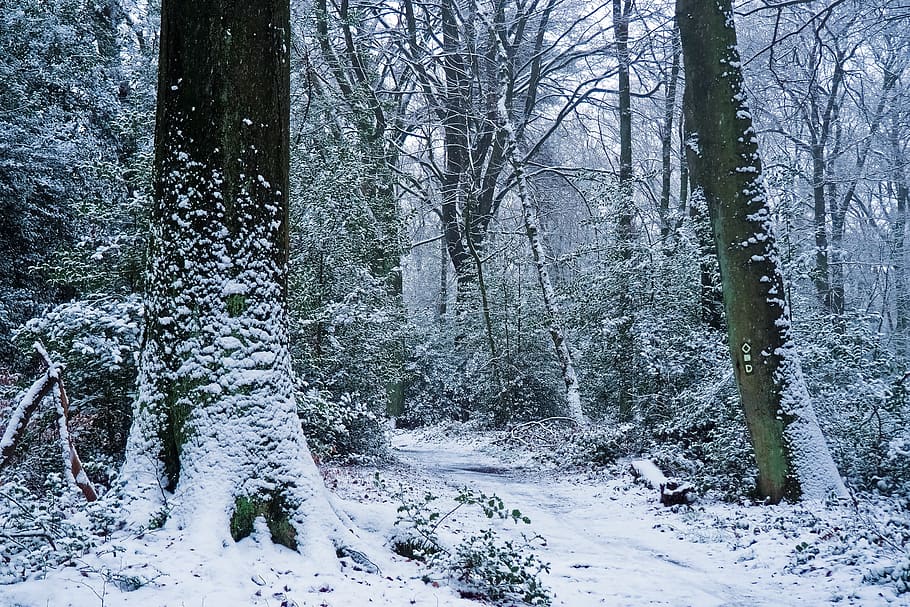 forest, winter, nature, snow, landscape, trees, cold, scenic HD wallpaper