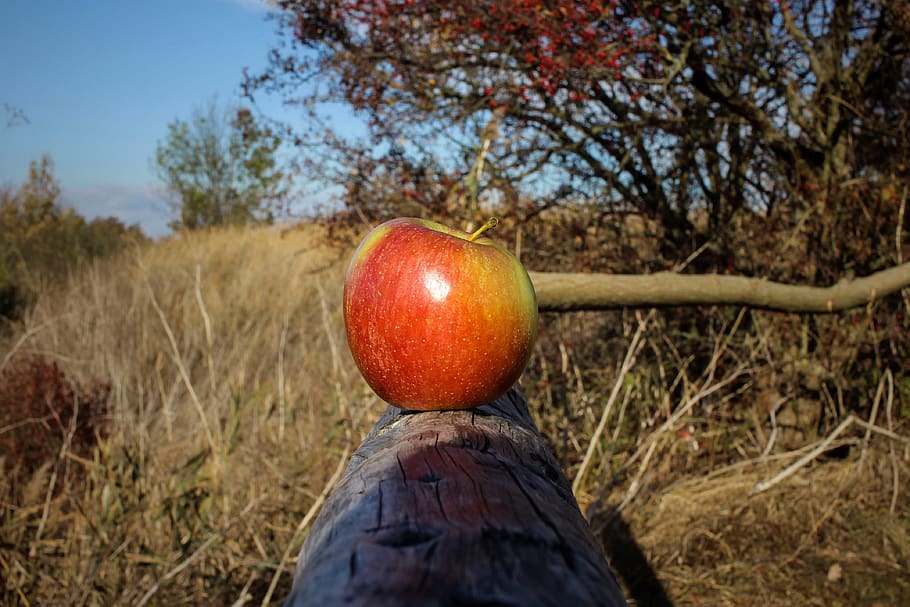 apple, close up, fruit, autumn, out, railing, sun, mirroring HD wallpaper