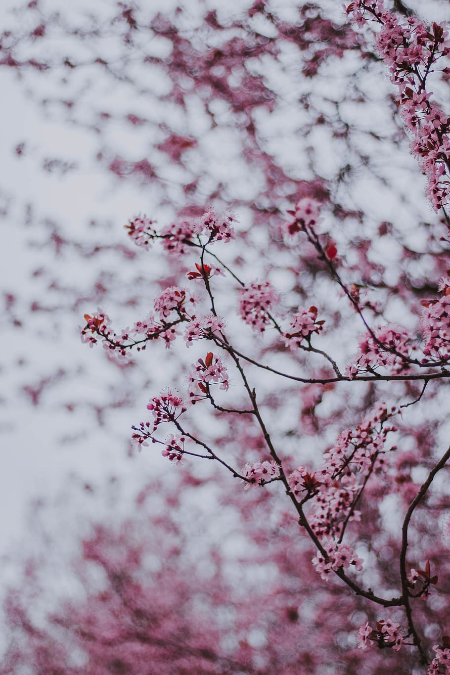 cherry blossom tree, plant, pink color, no people, full frame HD wallpaper
