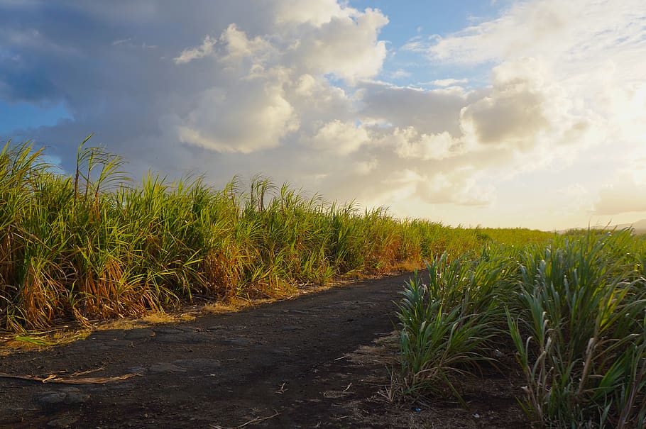 mauritius, blue bay, cloud - sky, plant, growth, tranquility HD wallpaper