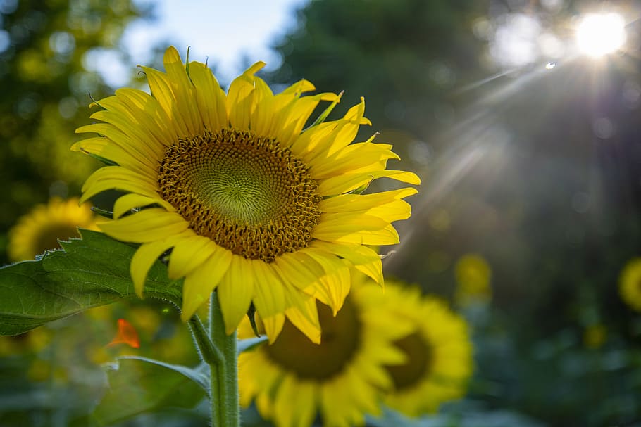 Closeup Photography of Sunflower, beautiful, bloom, blooming HD wallpaper