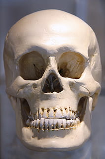 skull, anatomy, bone, dead, death, fear, forensic, halloween HD wallpaper