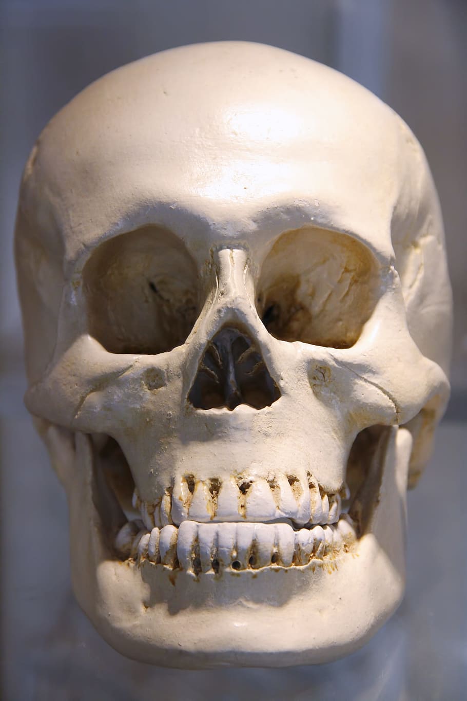 skull, anatomy, bone, dead, death, fear, forensic, halloween, HD wallpaper