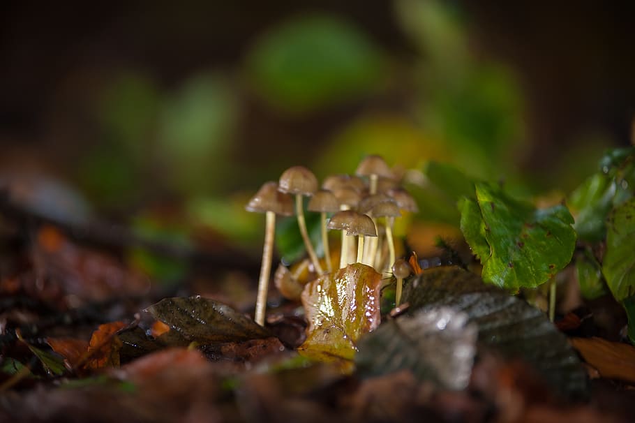 netherlands, eelde, vosbergen, selective focus, no people, close-up HD wallpaper