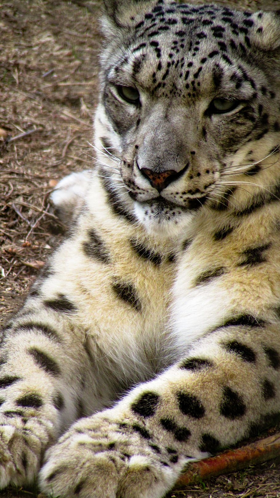 snow leopard lying on ground, animal, jaguar, wildlife, panther HD wallpaper