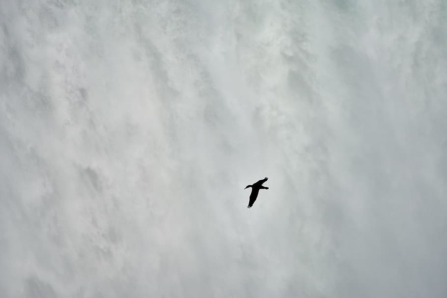 bird flying outdoors, minimal, waterfall, falls, black and white, HD wallpaper