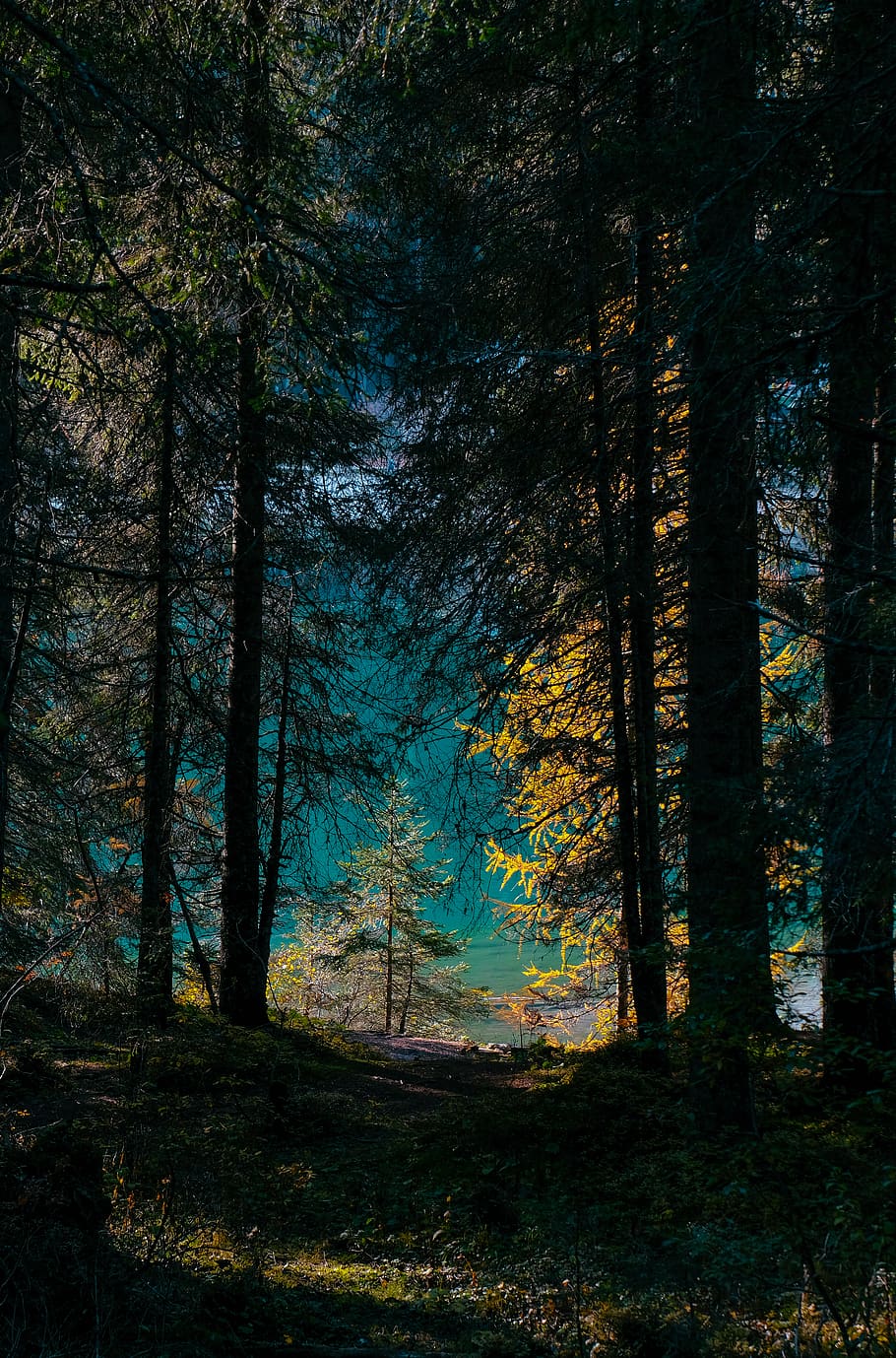 Scenic View of  Forest, conifers, dawn, environment, idyllic HD wallpaper