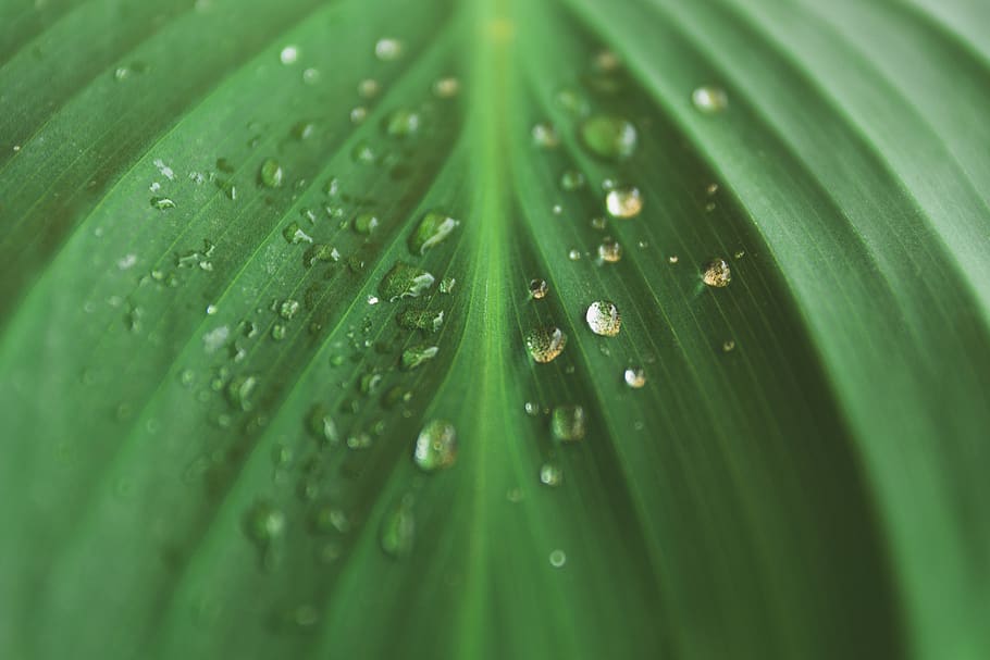nature, leaf, macro, water, drops, droplets, green, closeup HD wallpaper