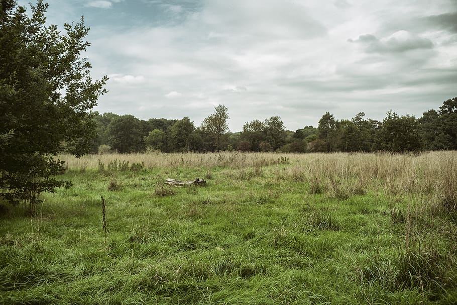 trees, grass, meadow, field, green, dull, sky, cloudy, clouds HD wallpaper
